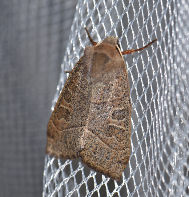 Mesogona acetosellae - madársóskabagoly