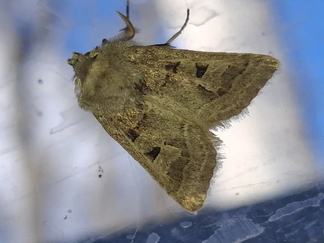 Episema tersa - hármasjegyű liliombagoly