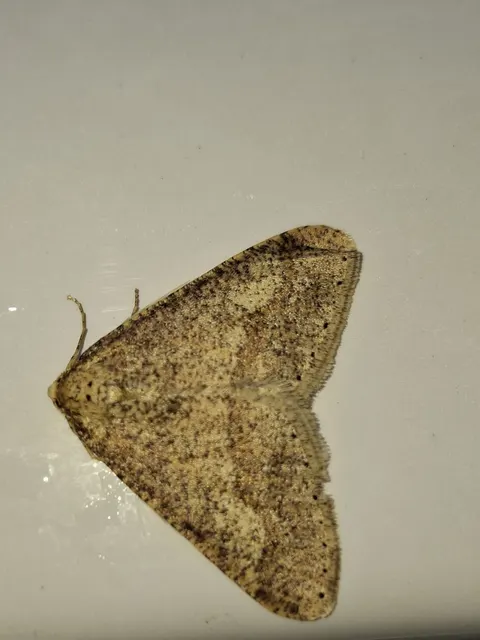 Agriopis marginaria - sárgás téliaraszoló