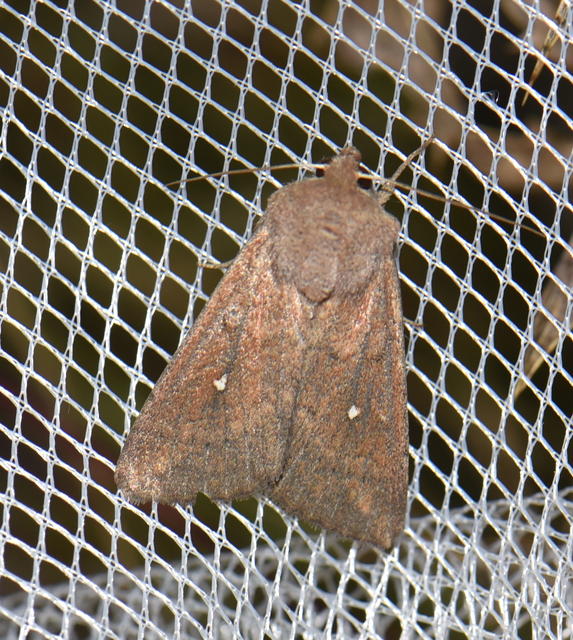 Mythimna albipuncta - fehérpettyes rétibagoly