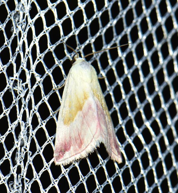 Eublemma purpurina - bíboros törpebagoly