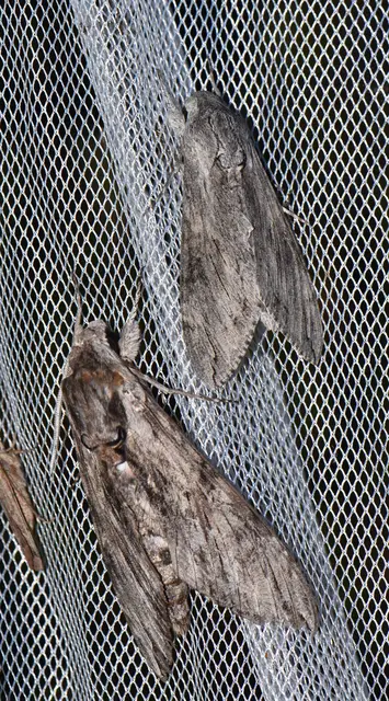 Agrius convolvuli - szulákszender