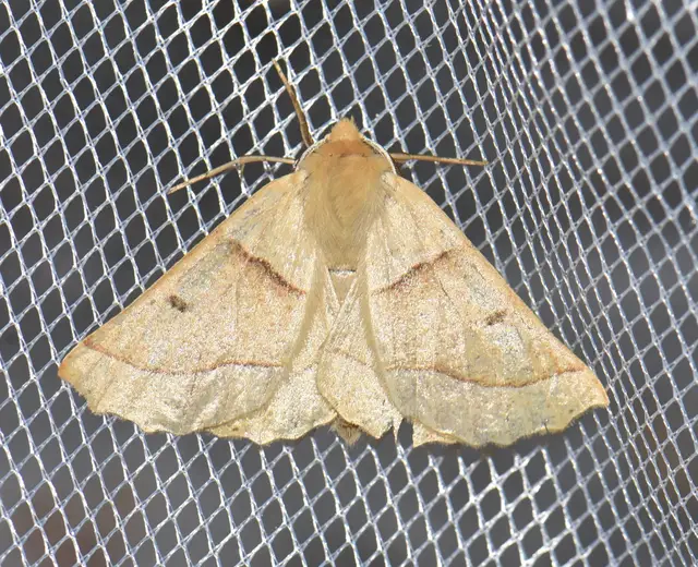 Crocallis elinguaria - sárga sávosaraszoló