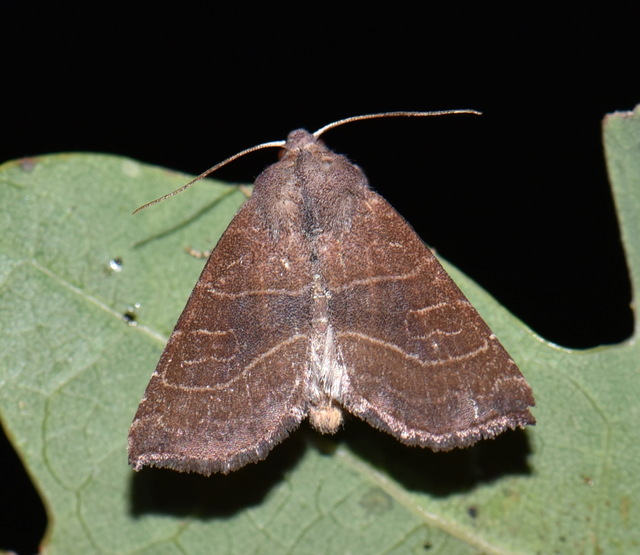 Atethmia ambusta - körtebagoly