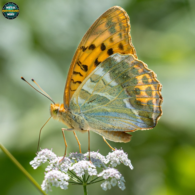 Argynnis paphia - nagy gyöngyházlepke