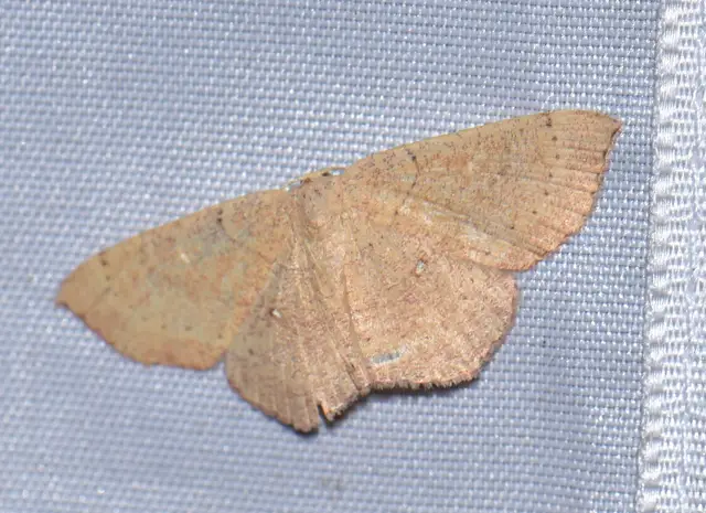 Cyclophora ruficiliaria - vörösrojtú pettyesaraszoló