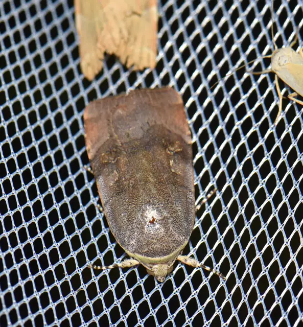 Noctua janthe - lappangó sárgafűbagoly