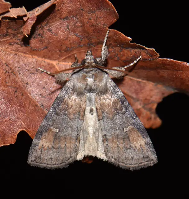 Cymatophorima diluta - őszi pihésszövő