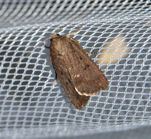 Amphipyra tragopoginis - bakszakállbagoly