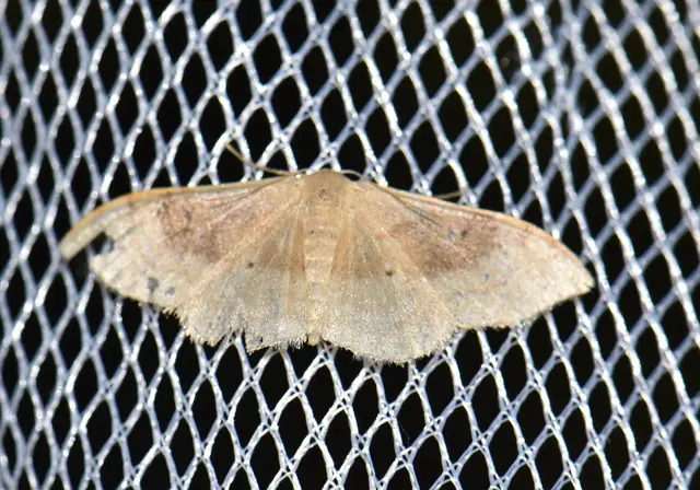 Idaea degeneraria - barnasávos araszoló