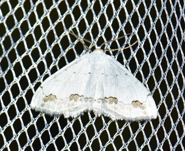 Scopula ornata - díszes fehéraraszoló