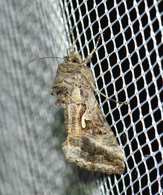 Autographa gamma - gammalepke
