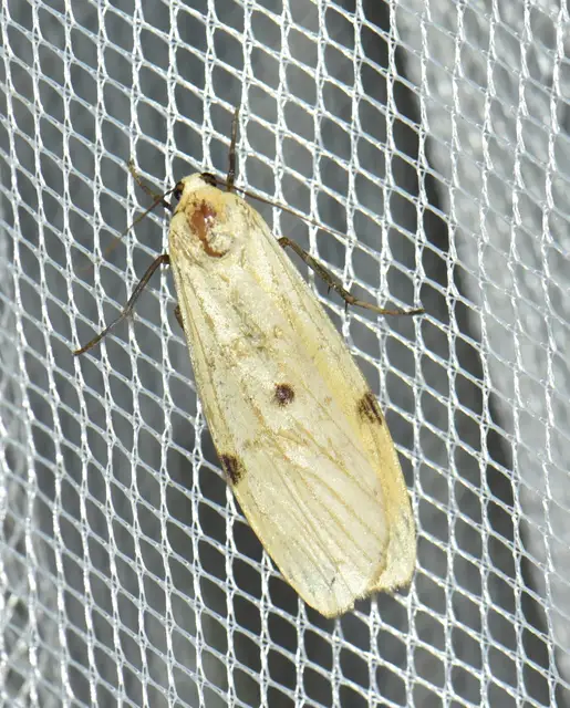 Lithosia quadra - négypettyes zuzmószövő