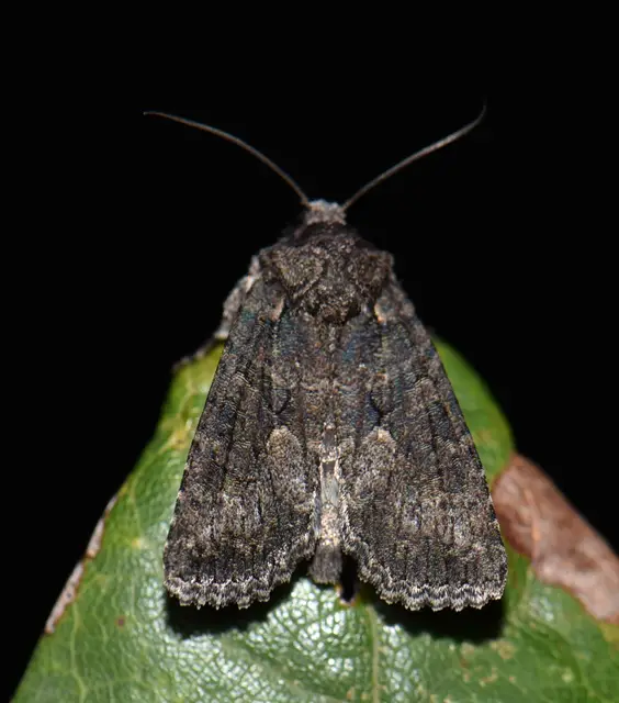 Dryobotodes monochroma - szürke tölgybagoly