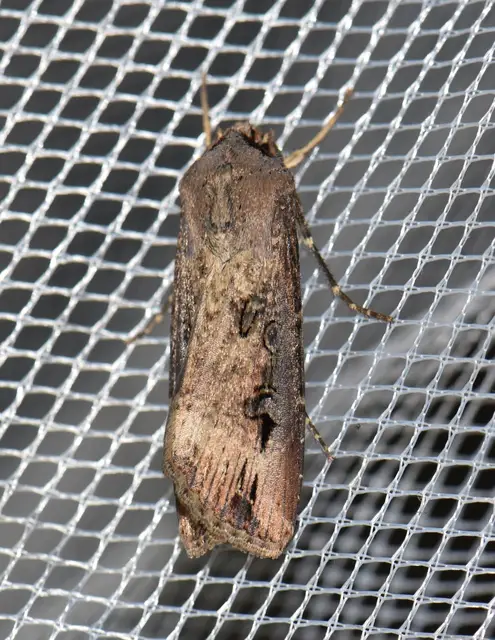 Agrotis ipsilon - nagy földibagoly