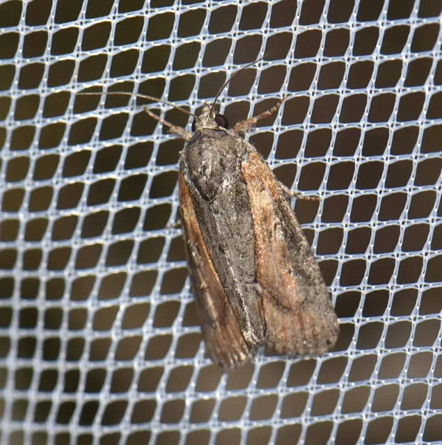 Bryophila raptricula/felina
