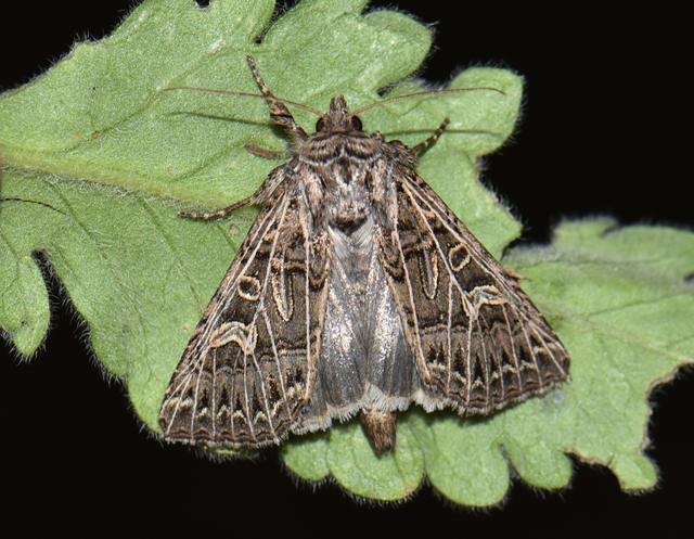 Tholera decimalis - közönséges fésűsbagoly