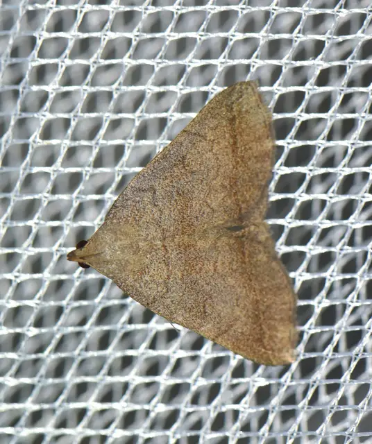 Zanclognatha lunalis - pelyheslábú karcsúbagoly