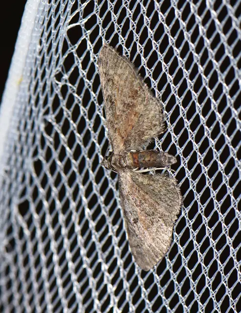 Eupithecia icterata - rozsdafoltos törpearaszoló