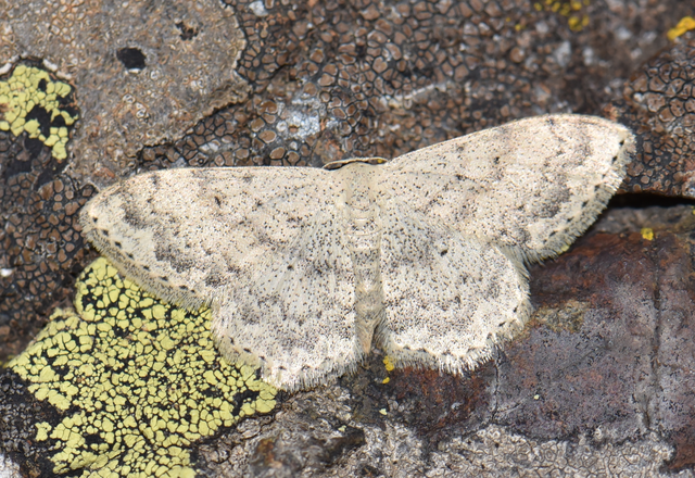Scopula marginepunctata - pettyes sávosaraszoló