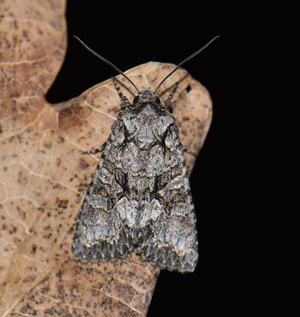 Dryobotodes monochroma - szürke tölgybagoly