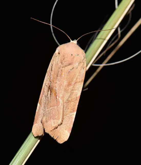 Noctua fimbriata - szélessávú sárgafűbagoly