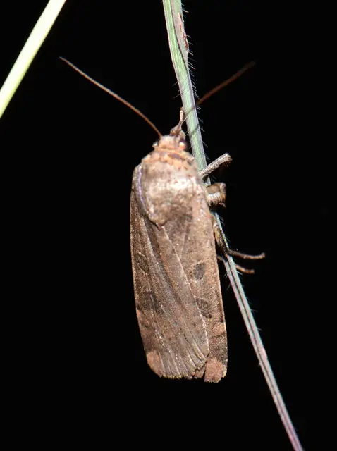 Noctua interposita - köztes sárgafűbagoly