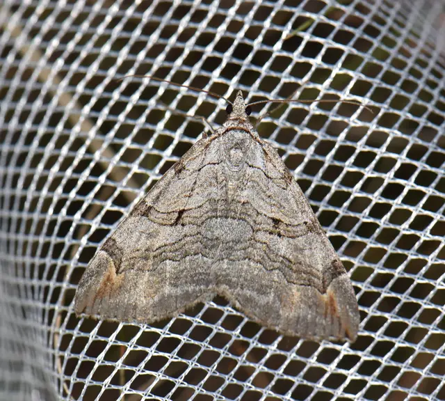 Aplocera plagiata - szürke csíkosaraszoló