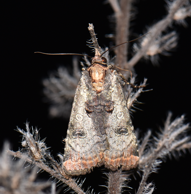 Epilecta linogrisea - karcsú sárgafűbagoly