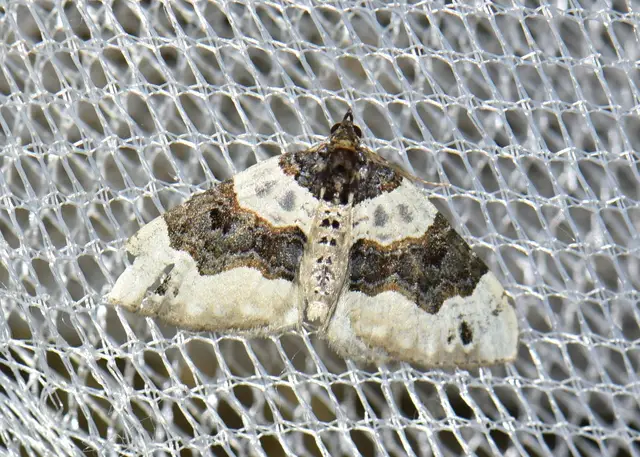 Cosmorhoe ocellata - szemes galajaraszoló