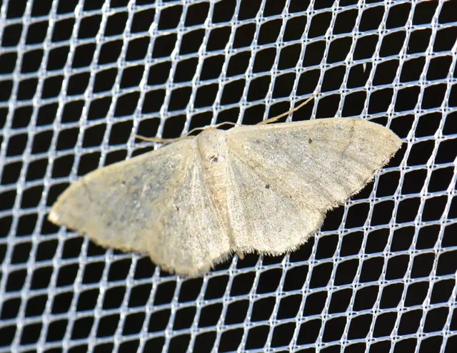 Idaea straminata - szalmasárga sávosaraszoló