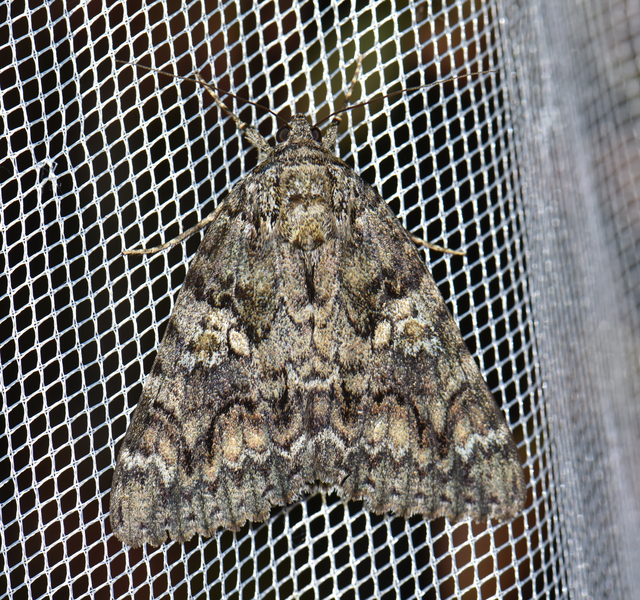 Catocala sponsa - tölgyfa-övesbagoly