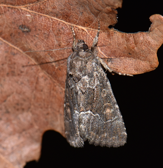 Thalpophila matura - fakó erdeibagoly