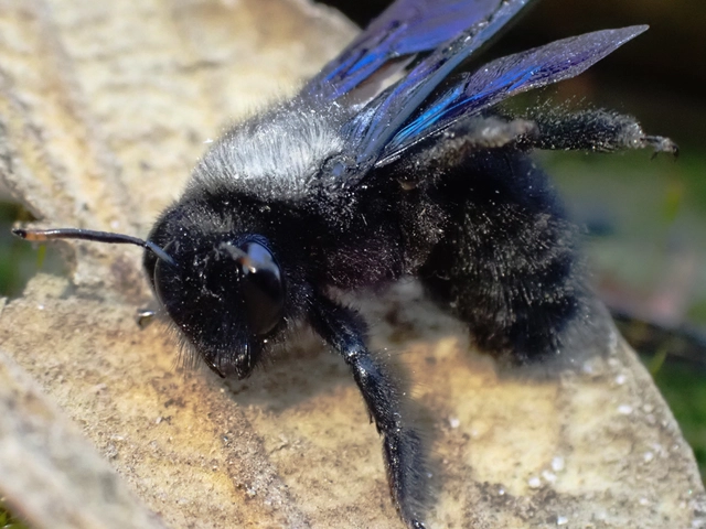 Xylocopa violacea - kék fadongó