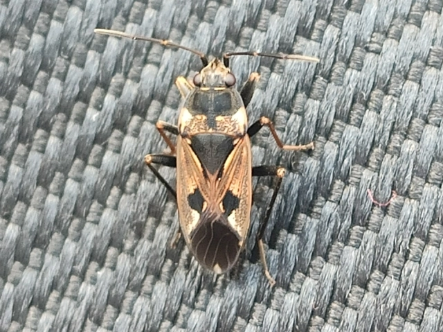 Rhyparochromus vulgaris - közönséges díszesbodobács