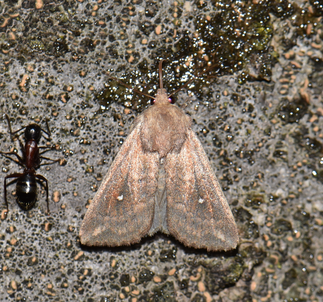 Mythimna albipuncta - fehérpettyes rétibagoly