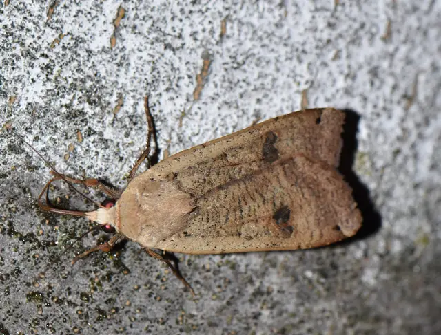 Noctua pronuba - nagy sárgafűbagoly