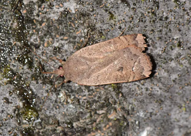 Noctua comes - kis sárgafűbagoly
