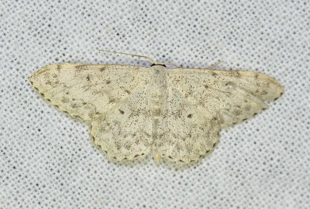 Scopula marginepunctata - pettyes sávosaraszoló