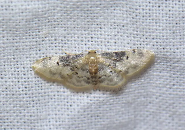 Idaea filicata - sötéttövű apróaraszoló