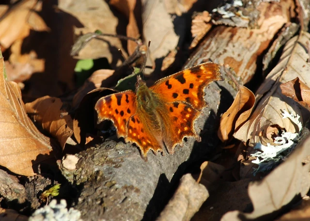 Nymphalis c-album - C-betűs lepke