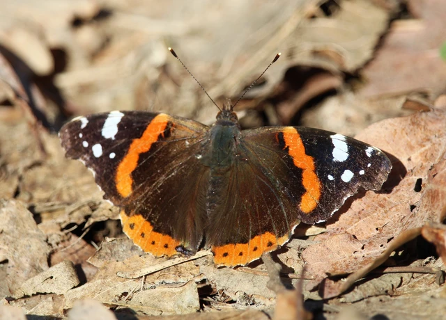 Vanessa atalanta - atalantalepke