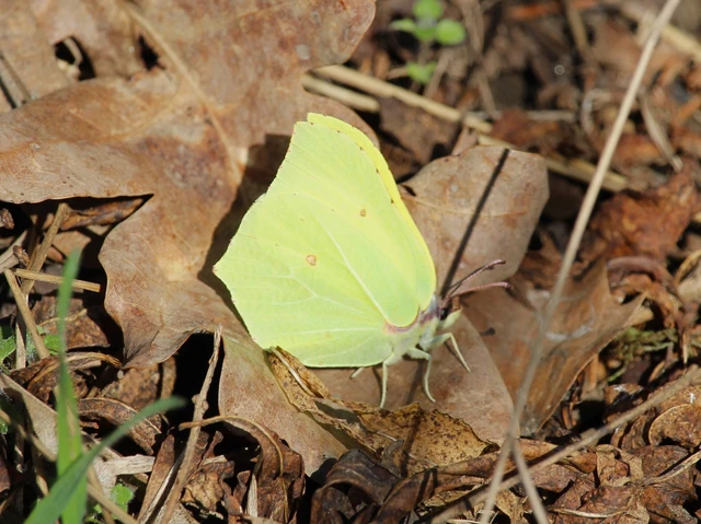 Gonepteryx rhamni - citromlepke