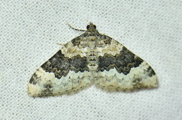 Epirrhoe galiata - sávos galajaraszoló