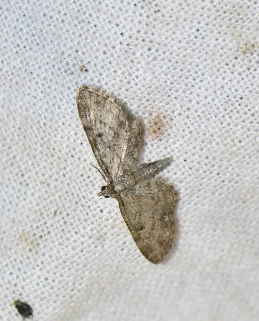 Eupithecia inturbata - juhar-törpearaszoló