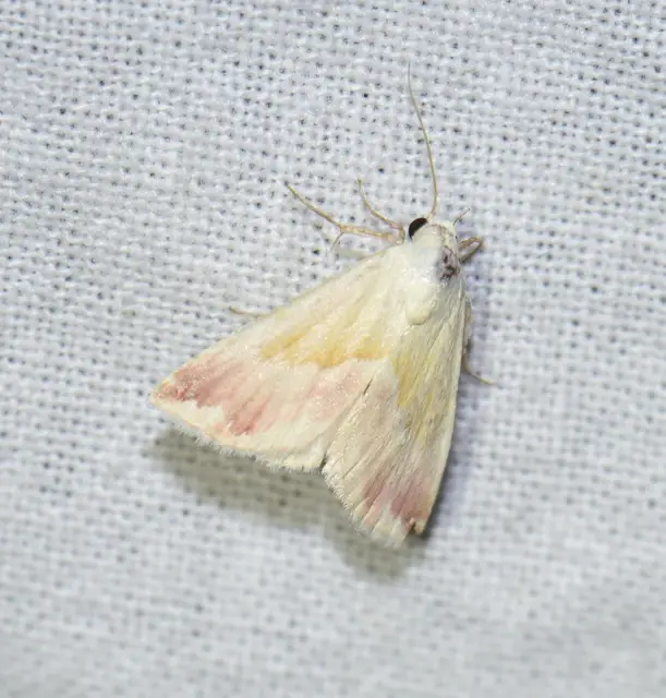 Eublemma purpurina - bíboros törpebagoly