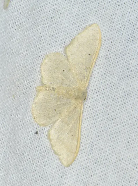Idaea straminata - szalmasárga sávosaraszoló