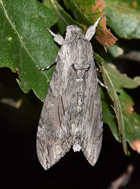 Agrius convolvuli - szulákszender