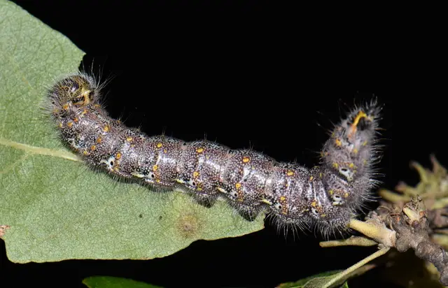 Phalera bucephaloides - magyar púposszövő