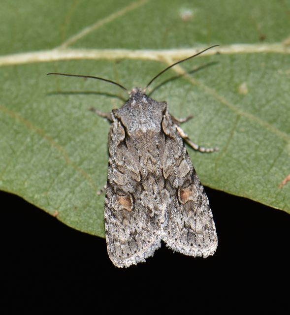 Lithophane ornitopus - közönséges fabagoly
